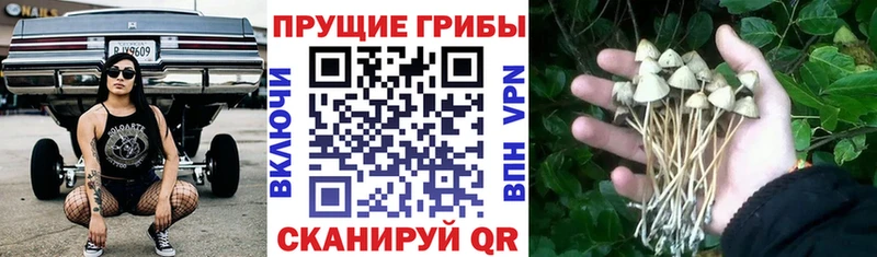 Галлюциногенные грибы мицелий  KRAKEN ONION  Екатеринбург 